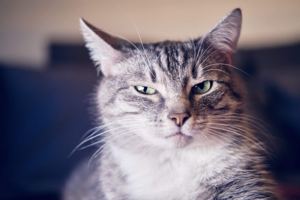 Cats express their emotions through 300 different facial expressions