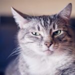 Cats express their emotions through 300 different facial expressions