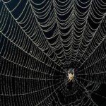 How do spiders not get caught in their webs?