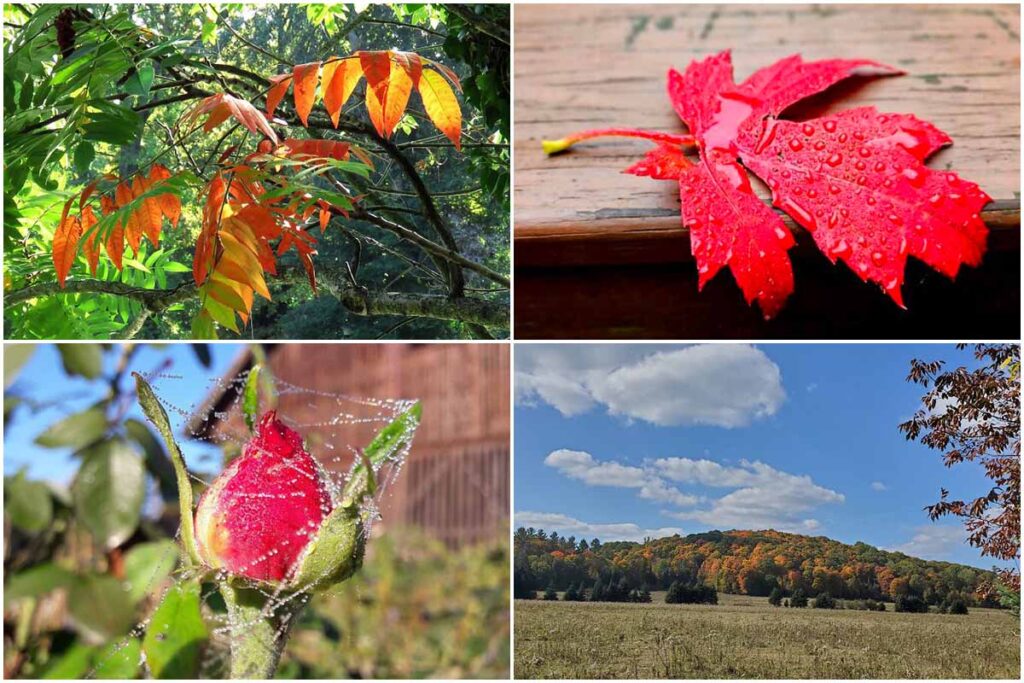The first signs of autumn in all corners of the world