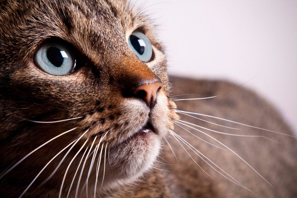 What is the secret of the high variety of eye color in today’s cats?