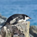 This penguin naps several thousand times a day