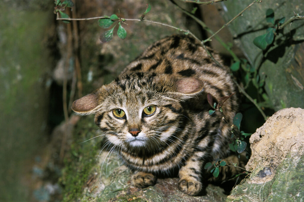 The deadliest cat in the world is in danger of extinction due to inbreeding