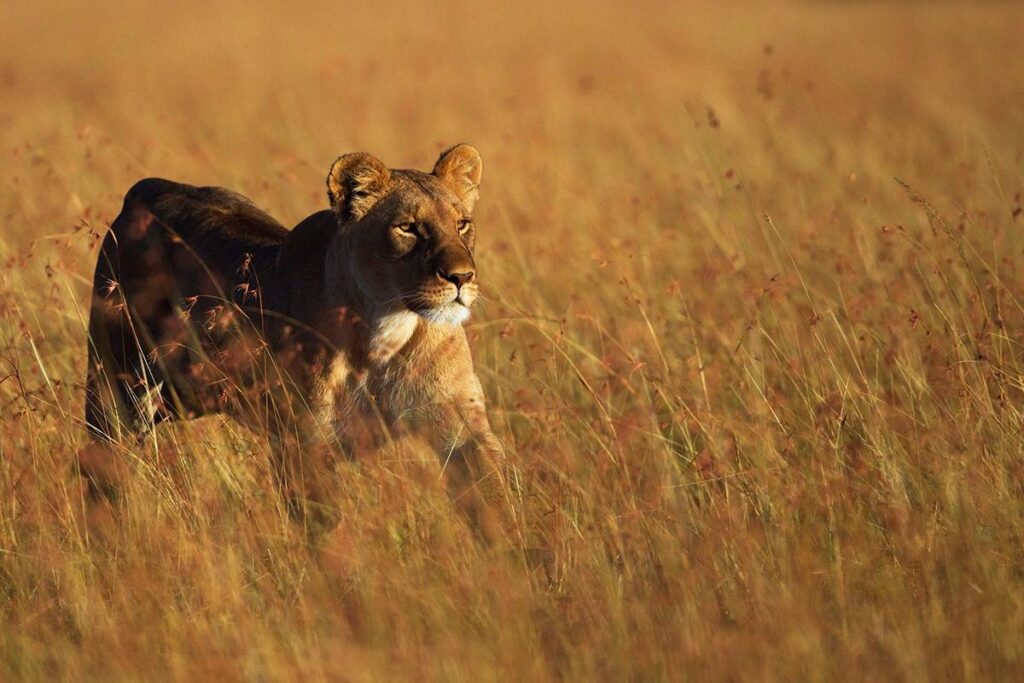 How did ants force African lions to change their hunting strategy?