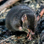This small marsupial prefers reproduction to sleep
