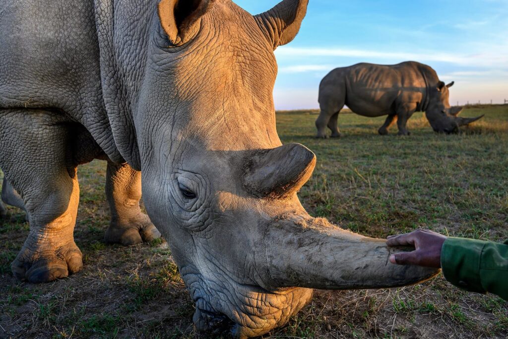 A major breakthrough in saving the northern white rhino through artificial insemination