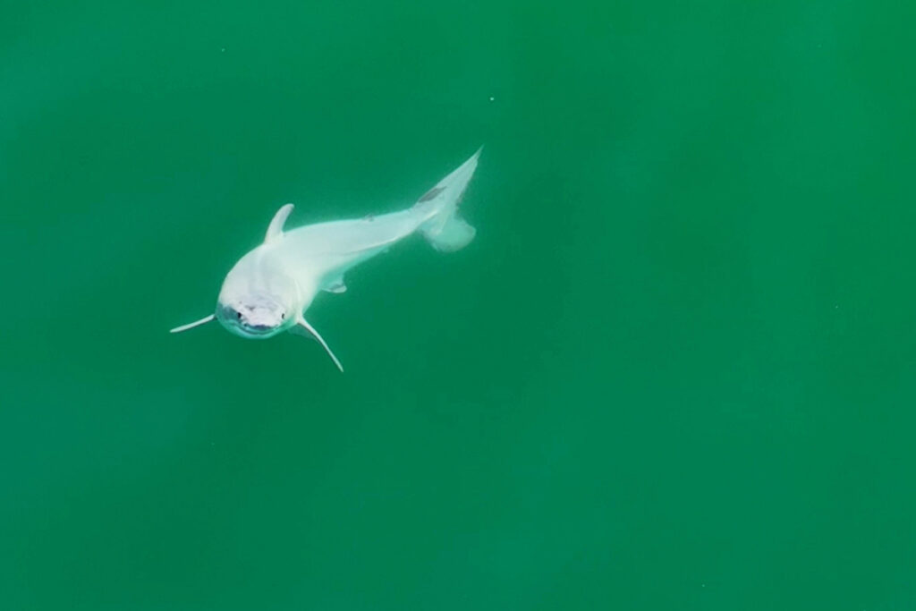 For the first time, a baby great white shark was seen in the wild a few hours after birth