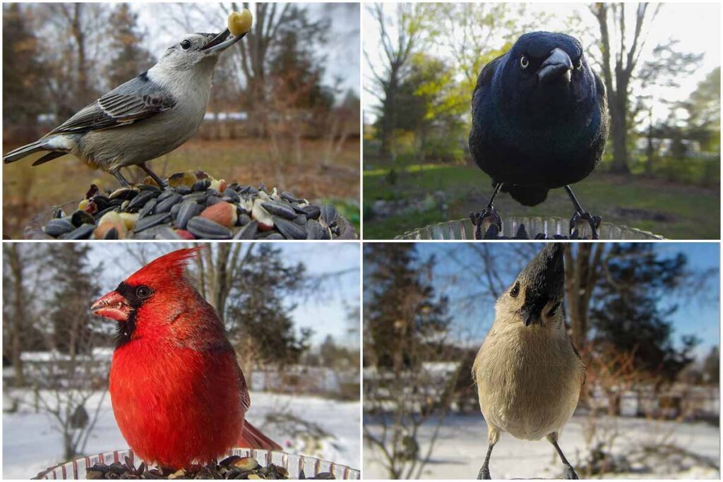 From angry birds to frowning crows;  The loveliest uninvited guests