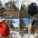 From angry birds to frowning crows;  The loveliest uninvited guests