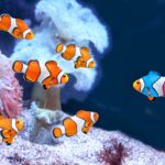 Clownfish may be able to perform simple mathematical calculations