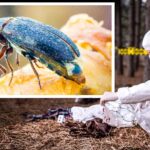 When insects help solve murder mysteries