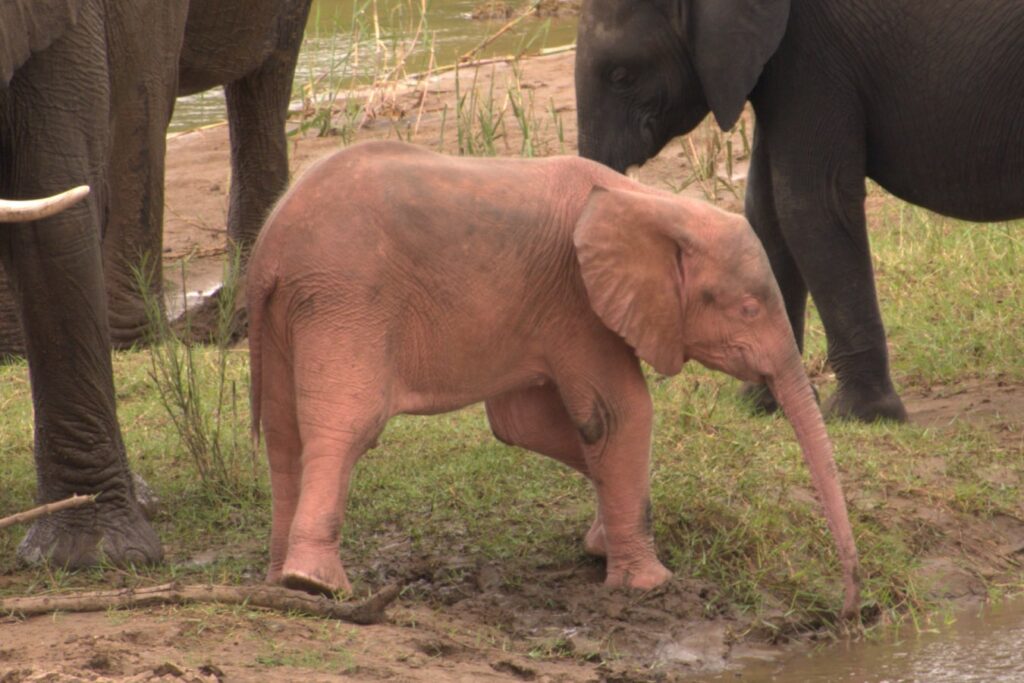 This baby pink elephant is one of the rarest elephants in the world