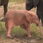 This baby pink elephant is one of the rarest elephants in the world