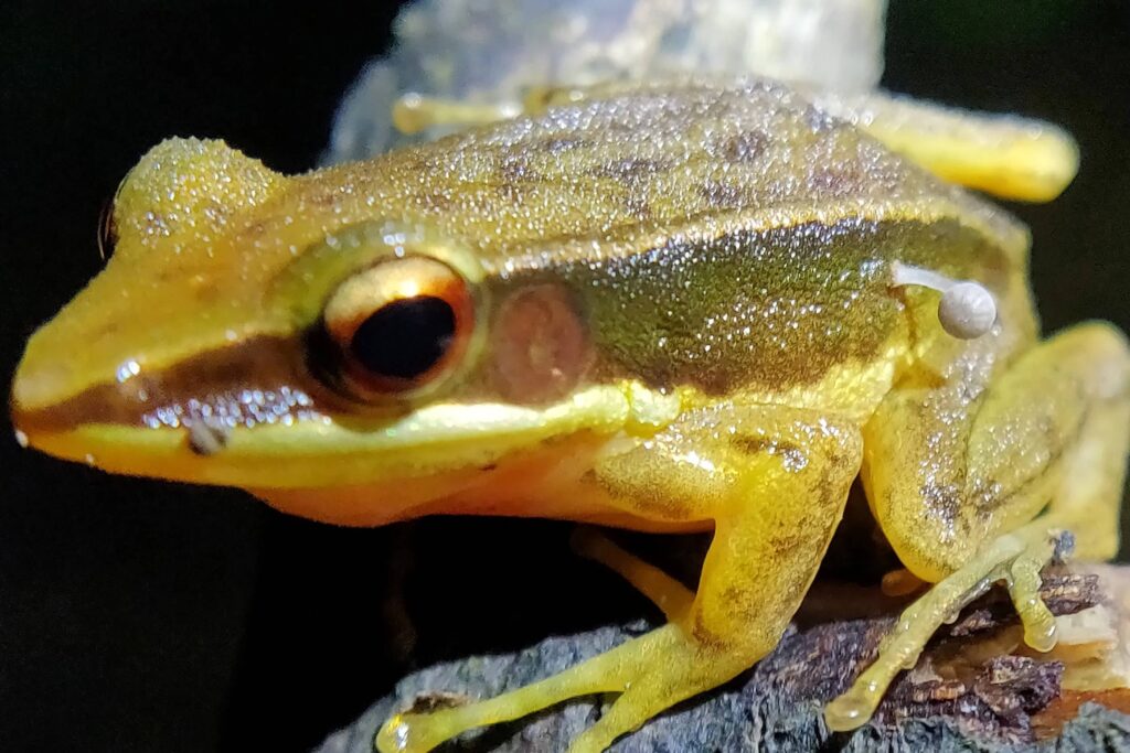 The growth of fungus from the body of a living frog surprised scientists