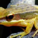 The growth of fungus from the body of a living frog surprised scientists