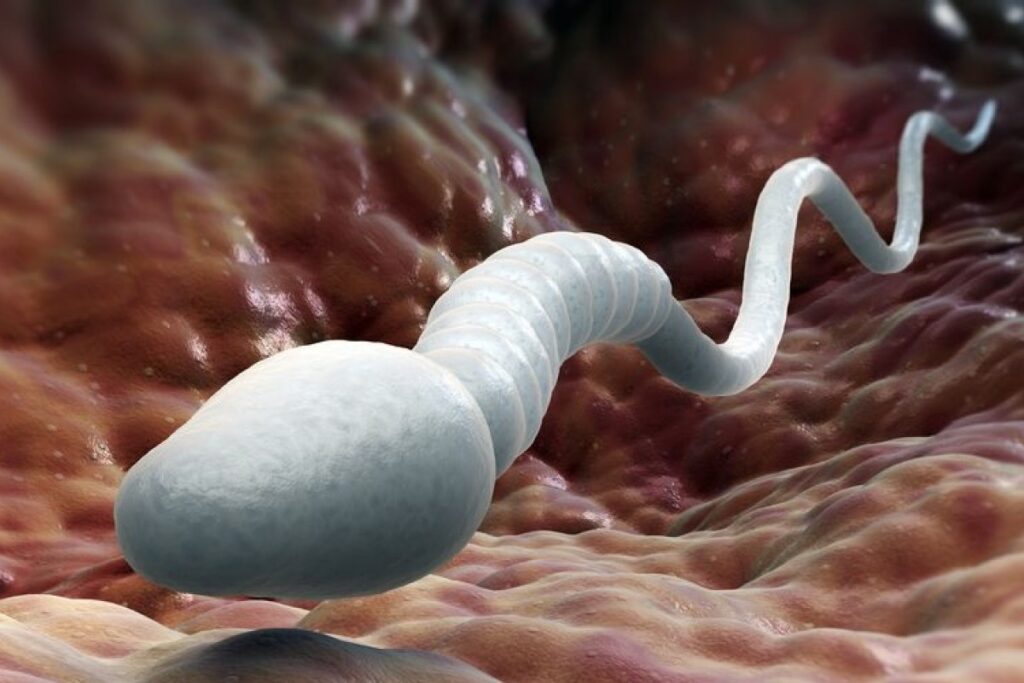 New insight into infertility;  Scientists have solved the century-old mystery of sperm