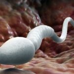 New insight into infertility;  Scientists have solved the century-old mystery of sperm