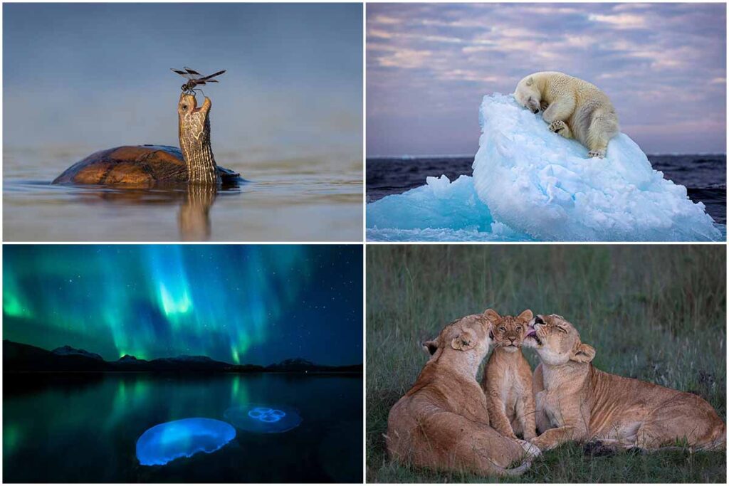 Forget the city life with these wildlife photos
