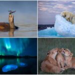 Forget the city life with these wildlife photos